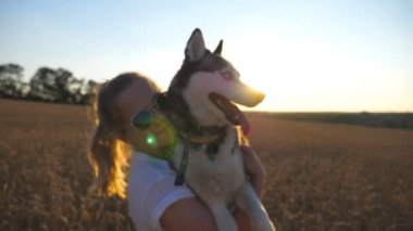Mutlu kız sarılma ve öpüşme siberian dış yapraklar köpeğini spikelets arasında çayır güneş gözlüğü kapatın. Onun pet altın buğday alan tarih ile birlikte vakit sarı saçlı kadın sahibi