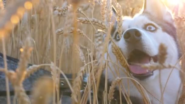 Porträtt av unga siberian husky nosen med sticker ut tungan på gyllene vetefält på solnedgången och letar upp andas. Tamdjur som sitter i höga spikelets på ängen på sommaren. Närbild — Stockvideo