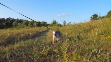 Genç Sibirya husky Köpek tasma izi alan boyunca yürüyüş sunset Bulvarında çekerek. Güzel Evcil hayvan çayır, yol boyunca gidiyor. Doğa manzara vasıl geçmiş yaz. POV yakından