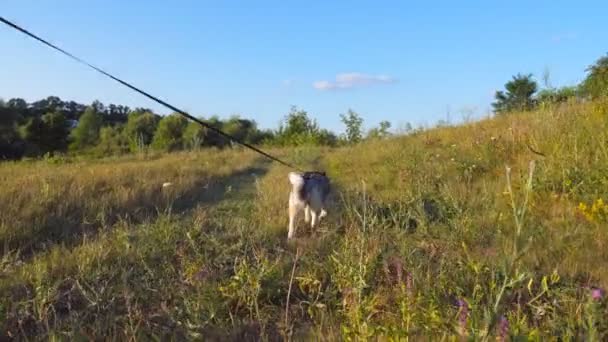 Jonge Siberische husky hond trekken de riem tijdens het wandelen langs parcours bij veld op de zonsondergang. Mooie huisdier gaat weg op de weide. Zomer natuur landschap op de achtergrond. POV close-up — Stockvideo