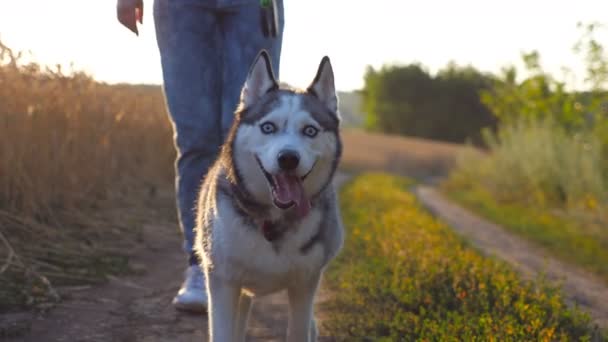 Close up of siberian husky dog pulling the leash during walking along road near wheat field. Feet of young girl going along the trail near meadow with her cute pet. Blurred nature at background — Stock Video
