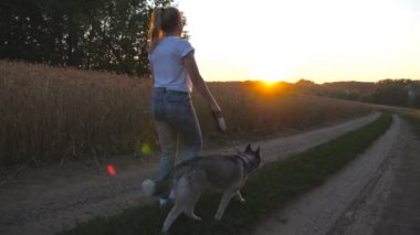 Altın buğday elinde takip ediyor tutarak ve buğday field yakınındaki yol boyunca onun siberian dış yapraklar ile yürüme genç kız için izleyin. Kadın sahibi günbatımında tasma izi yakınındaki çayır boyunca şirin köpek ile devam