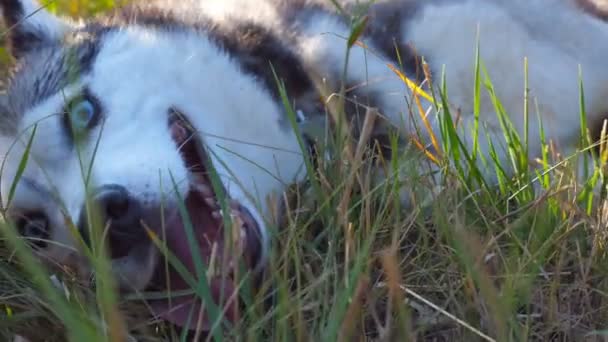 Primer plano del joven perro husky siberiano respirando con la lengua que sobresale en la naturaleza al atardecer. Hermoso animal doméstico acostado sobre hierba verde en el campo. Vista de ángulo bajo — Vídeo de stock