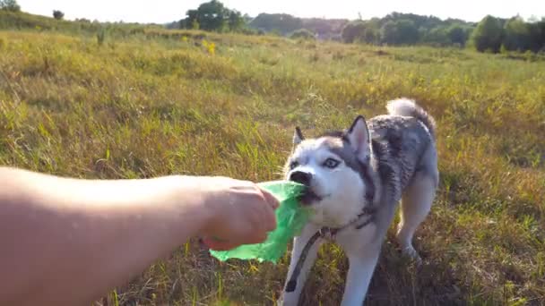 Female hand holding in hand a plastic bottle while siberian husky dog biting and pulling her at field during sunset. Portrait of playful pet. Love and friendship with domestic animal. POV Close up — Stock Video
