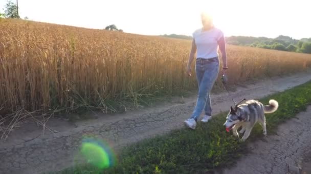 Profiel van:: jong meisje in gaande met haar Siberische husky langs de weg in de buurt van tarweveld zonsondergang zonnebril. Vrouwelijke eigenaar loopt met haar mooie hond aan de leiband langs trail in de buurt van weide. Close-up van zijaanzicht — Stockvideo