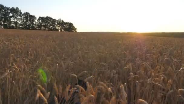 Dolly shot of young siberian husky dog pulling the leash during walking across tall spikelets at meadow on sunset. Beautiful domestic animal jogging at golden wheat field on summer day. Close up — Stock Video