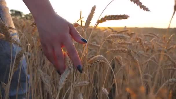 Close up da mão feminina movendo-se sobre o trigo maduro crescendo no prado com a luz solar no fundo. Jovem caminhando pelo campo de cereais e tocando orelhas douradas de colheita ao pôr-do-sol. Vista traseira — Vídeo de Stock