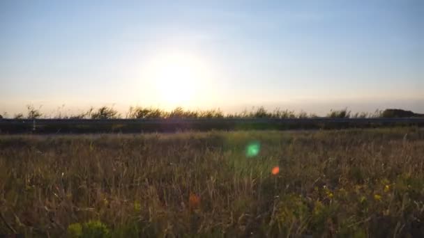 Cálida luz del sol de verano que brilla a través de la hierba silvestre cerca de la carretera. Primer plano de las flores del campo de hierba a la luz del atardecer. Fondo colorido de la naturaleza. El sol brillante ilumina la hierba seca. Dolly disparó — Vídeo de stock