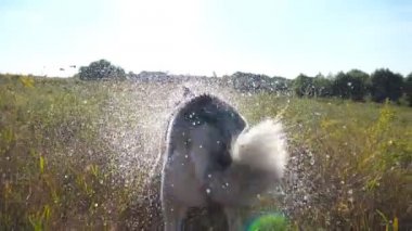 Arkadan Görünüş sallayarak ıslak Sibirya husky köpek tüyleri Field'da su güneşli günde bırakır. Dinlenmek ve eğlenmek doğa yaz genç Evcil hayvan. Yavaş hareket kapatmak