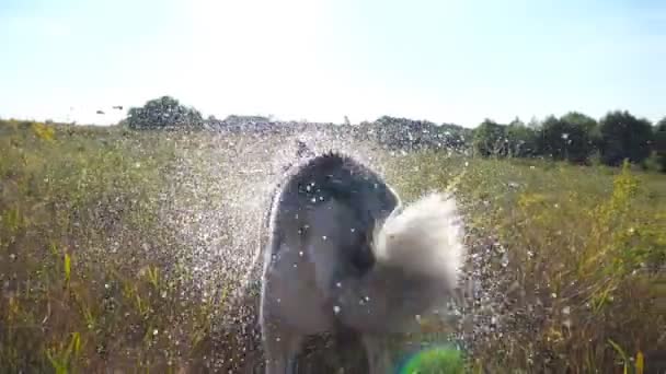 Vista posteriore di cane husky siberiano bagnato scuotendo gocce d'acqua dalla sua pelliccia in campo nella giornata di sole. Giovane animale domestico che riposa e si diverte a natura in estate. Chiudere rallentatore — Video Stock