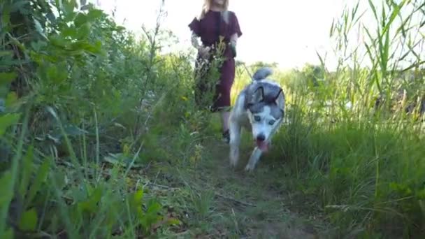 Zbliżenie na psa husky syberyjski, ciągnięcie smyczy podczas spacerów wzdłuż szlaku, w pobliżu rzeki. Młoda dziewczyna idzie wzdłuż ścieżki w pobliżu jeziora z jej słodkie zwierzę. Właścicielką spędzić czas z psem w nature. Zwolnionym tempie — Wideo stockowe