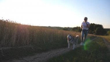 Sibirya husky köpek buğday field yakınındaki yol boyunca gün batımında koşu sırasında belgili tanımlık kira kontratı çekerek kapatın. Mutlu kadın ile onun evde beslenen hayvan yola yakın altın çayır boyunca çalışan güneş gözlüğü. Ağır çekim.