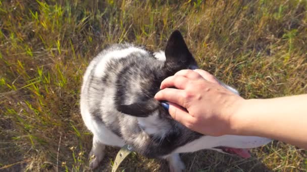 Ženská ruka hladila její sibiřský husky na hřišti v letním dni. Zavřete psa sedět na trávě na louce a užívat pohlazení od vlastníka. Dívka tráví čas s její pet v přírodě. POV Zpomalený pohyb — Stock video