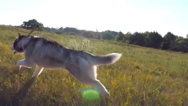 Sibiřský husky pes běží rychle po zelené trávě na hřišti na slunečný den. Podle mladé roztomilé domácí běhání na letní pole. Krásná příroda na pozadí. Zpomalený pohyb zadní pohled na plochu — Stock video