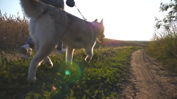 Die Besitzerin joggt bei Sonnenuntergang mit ihrem sibirischen Husky-Hund auf dem Weg in Wiesennähe. Rückansicht des glücklichen Mädchens, das mit niedlichem Haustier entlang der Straße in der Nähe des goldenen Weizenfeldes läuft. Zeitlupe in Nahaufnahme — Stockvideo