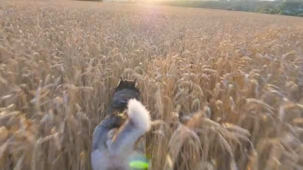 Dolly disparó de perro husky siberiano corriendo rápido entre espiguillas altas en el prado al atardecer. Jogging de animales domésticos jóvenes en el campo de trigo dorado en el día de verano. Luz del sol en el fondo. POV cámara lenta — Vídeo de stock