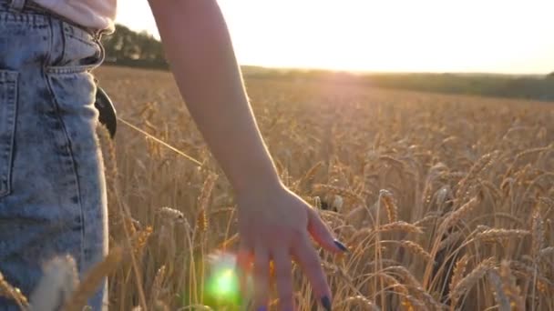 Rückansicht eines jungen Mädchens, das mit ihrem sibirischen Husky-Hund durch das Getreidefeld geht und bei Sonnenuntergang goldenen Roggen streichelt. Die weibliche Hand bewegt sich über den reifen Weizen, der auf der Wiese wächst. Zeitlupe in Nahaufnahme — Stockvideo