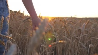 Olgun buğday üzerinde hareket eden dişi el çayırda büyüyor. Genç bir kız gün batımında mısır gevreği tarlasında yürüyor ve altın çavdarı okşuyor. Arka planda güneş ışığı. Dikiz görünümünü kapat Yavaş çekim