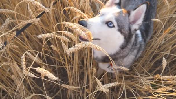 Portré fiatal szibériai husky között magas spikelets ül és nyalás orrát rét. Aranyos háziállat pihenő a gabona a mező- és felnézett az ő női tulajdonos. POV-lassú mozgás — Stock videók