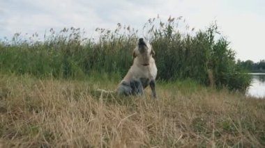 Köpek doğurmak labrador veya nehir ve soyulmuş kabuk tarafından çimenlerin üzerinde golden retriever oturur. Evcil hayvan doğa açık eğitim. Lake yakınındaki ıslak kızgın golden retriever. Ağır çekim Dolly atış kapatın