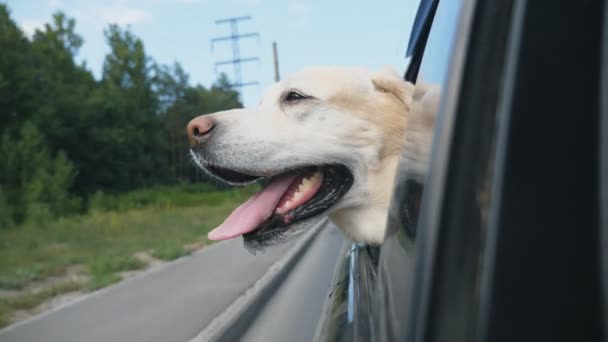 Nieuwsgierig hondenras die Labrador uit het raam van de rijdende auto kijkt. Huisdier stak zijn hoofd uit de auto om te genieten van de rit en de wereld kijken. Hound is genieten van de wind. Close-up van Slow motion — Stockvideo