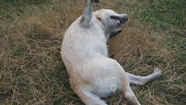 Zblízka se Labradorský nebo zlatý retrívr, houpání na trávě kolem rybníka. Domácí zvíře bavit v přírodě. V přírodě se raduje hravý pes. Zpomalené Detailní záběr — Stock video