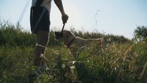 Mladý muž si hraje s Labradorský nebo zlatý retrívr v louce. Guy vlaky pes venku. Pojetí přátelství s domácí zvíře. Sunshine v pozadí. Zpomalené Detailní záběr — Stock video