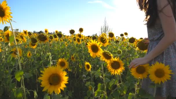 Oigenkännlig flicka gå på gul solros fält och trycka på blommor. Ung vacker kvinna går på ängen och smekning blommorna på solig dag. Sommaren koncept. Närbild av Slow motion — Stockvideo