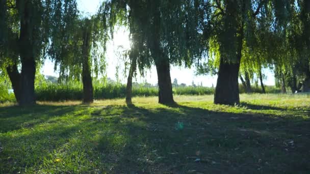 Gyönyörű kilátás az üres zöld parkban a napsütéses napon. Meleg napsugarak, megvilágítva a lomb, a fák a kert. Okos napfény besütött a fák a nyári. Természeti táj a háttérben. Közelről — Stock videók