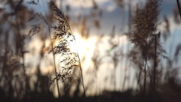 Теплый летний солнечный свет светит через дикую траву. Крупный план качающихся на ветру растений с закатом на красивом красочном природном фоне. Легкий ветерок трясет траву. Яркий солнечный свет освещает сухую траву — стоковое видео
