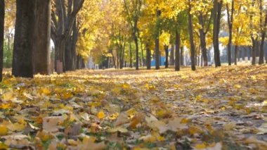 Boş Şehir Parkı sonbahar güneşli günde görünümünü. Renk yeşillik yavaş yavaş yere düşer. Sarı akçaağaç sokak üzerinde yalan bırakır. Güzel sonbahar manzara. Bakış açısı ağır çekim Pov