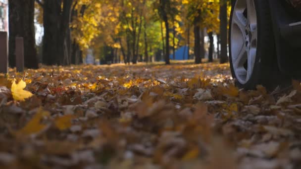 Потужний позашляховик наїзді на дорозі парк жовті Осіннє листя в сонячний день. Барвисті восени листя злітає позаду автомобільні. Автомобіль переправи через порожній дороги. Розмитість фону. Повільний рух — стокове відео