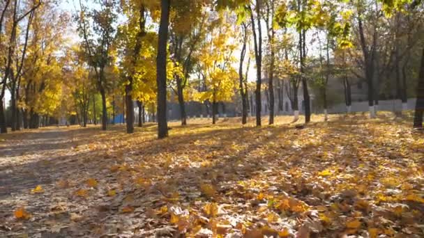 Камера рухається через порожній автономний міський парк в сонячний день. Довга алея покрита яскравим осіннім листям. Прекрасний осінній пейзаж з сонячним сяйвом на фоні. Точка зору Повільний рух POV — стокове відео
