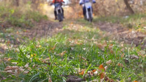 Dos motociclistas montando en el sendero en el bosque de otoño. Motocicletas conduciendo en camino de madera sobre hojas otoñales caídas de colores. Los ciclistas entrenan en la naturaleza. Descanso activo al aire libre. Fondo borroso. Movimiento lento — Vídeo de stock
