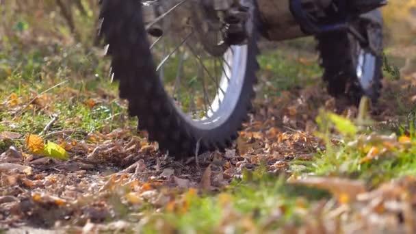 Motociclisti passeggiate sul sentiero nella foresta autunnale. Motocicli attraversa lungo il sentiero di legno autunnale calci su foglie colorate cadute. I motociclisti si allenano nella natura. Concetto di sport estremo attivo. Rallentatore — Video Stock