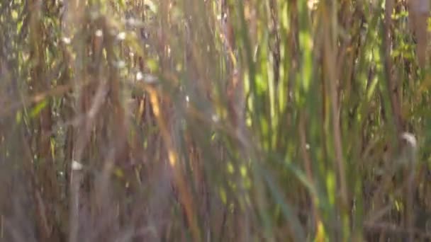 Warme zomerzon brandt wilde velden gras. Close up van weide planten op zonlicht. Kleurrijke natuur achtergrond. Felle zon verlicht droge kruid. Slow motion — Stockvideo