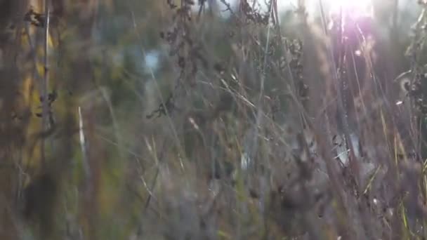 Caldo sole estivo illumina erba campo selvatico. Primo piano di piante da prato alla luce del sole. Il sole luminoso illumina la vegetazione secca. Sfondo sfocato. Rallentatore Close up — Video Stock