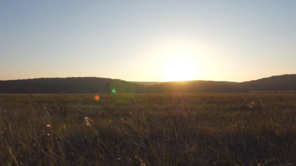 Вид на дикое большое поле с зеленой травой на фоне заката. Теплое летнее солнце освещает полевую дикую растительность. Природа при золотом свете солнца. Медленное движение — стоковое видео