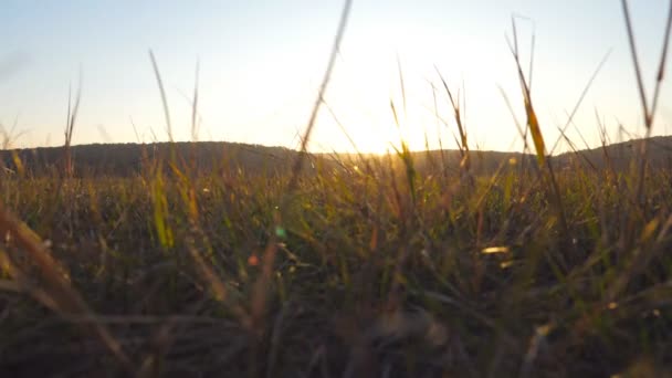 Вид на дикое большое поле с зеленой травой на фоне заката. Теплое летнее солнце, сияющее через дикую растительность. Природа на закате золотого света. Красивый природный пейзаж. Медленное движение — стоковое видео