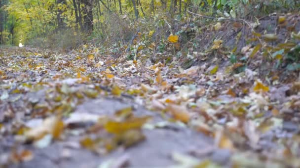 Motocyklista jeździ na szlak w lesie autumnal. Motocykl napędza ścieżce drewna, wzniecając suche opadłych liści. Biker pociągi w przyrodzie. Sport ekstremalny. Widok z tyłu zwolnionym tempie — Wideo stockowe