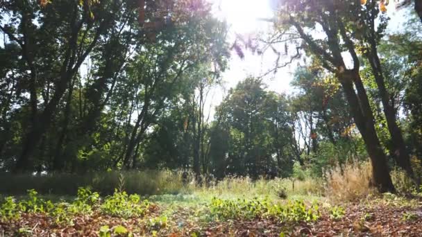 Bunte Blätter fallen an sonnigen Tagen im Frühherbst in den leeren Wald. warme Sonnenstrahlen erhellen das grüne Laub der Bäume im Park. schöne Umgebung mit hellem Sonnenlicht im Hintergrund. Zeitlupe — Stockvideo