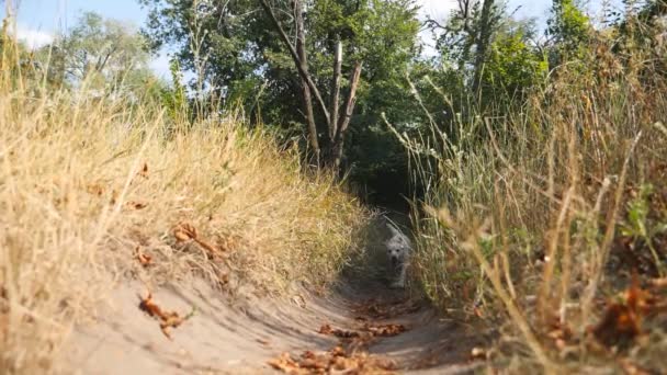 Divertido golden retriever corriendo en el camino en el parque en un día soleado de verano. Feliz perro de raza labrador trotando en el sendero en la naturaleza. Hermoso paisaje de fondo. Vista frontal Primer plano Cámara lenta — Vídeo de stock