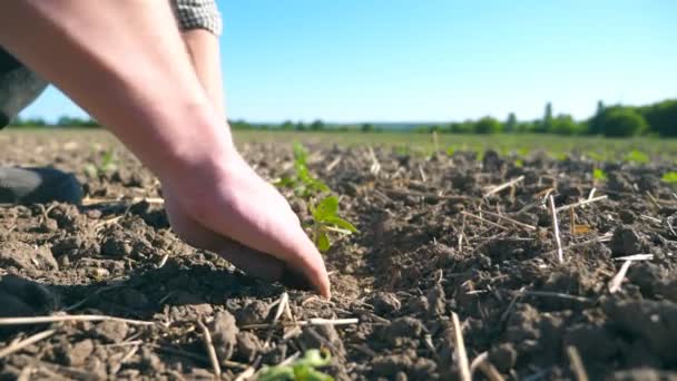 Mužské ruce zemědělce výsadba zelených výhonků slunečnice na hřišti v letní sezóně. Boční pohled na mladého muže pečující o malé sazenice během sucha na slunečný den. Nízký úhel pohledu zblízka — Stock video