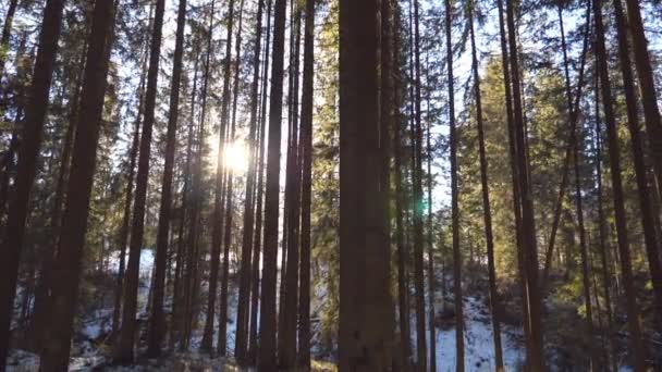 Долли сняла солнечный свет, пробивающийся сквозь деревья рано утром. Теплые солнечные лучи, освещающие растения зимой. Горный сосновый лес, сияющий солнцем. Природа на заднем плане. Медленное движение — стоковое видео