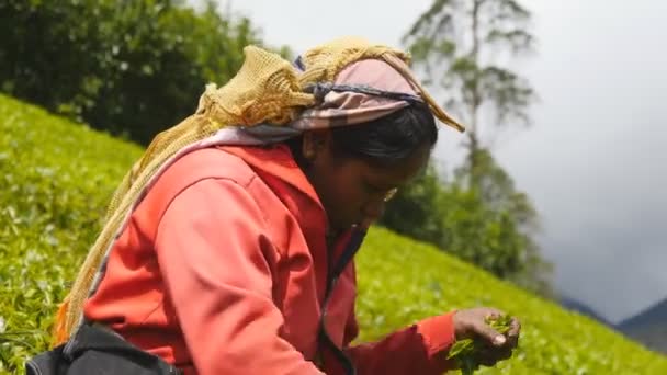 Nahaufnahme Einer Indischen Arbeiterin Bei Der Teeernte Auf Einer Plantage — Stockvideo