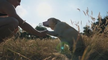 Labrador ya da golden retriever çimlere oturur ve erkek sahibine patisini uzatır. Adam dışarıda köpek eğitiyor. Evcil hayvanlarla arkadaşlık. Arka planda güneş ışığı. Yan Görünüm Yavaş çekim Kapat