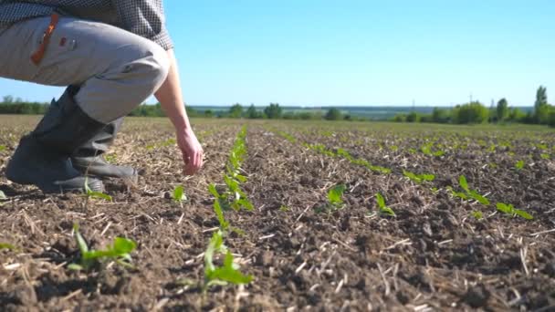 Злий фермер вивчає сухий ґрунт на полі з паростками соняшнику влітку. Молодий розчарований чоловік перевіряє маленькі зелені саджанці в сонячний день. Концепція аграрного бізнесу. Вид збоку Крупним планом — стокове відео