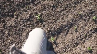 Bakış açısı ile ayçiçeği küçük yeşil lahanası ile sahada güneşli gün adım Çizmeli erkek ayakları. Genç çiftçi kuraklık yaz sırasında çayır üzerinde yürüme. POV kadar kapatın