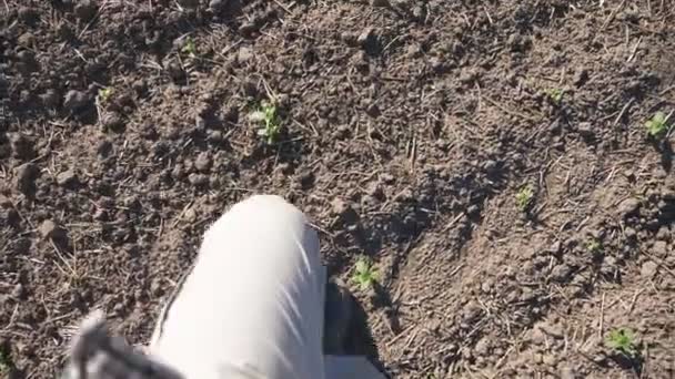 Punto de vista de los pies masculinos en botas que atraviesan los pequeños brotes verdes de girasol en el campo en el día soleado. Jóvenes agricultores caminando en el prado durante la sequía en verano. Primer plano POV — Vídeo de stock