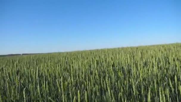 Movimiento sobre los tallos de trigo verde creciendo en el campo bajo el cielo azul. Caminando por el prado de cereales en el soleado día de verano. Hermoso paisaje natural. POV Primer plano — Vídeo de stock
